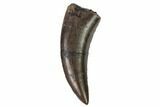 Rare, Serrated, Megalosaurid (Marshosaurus) Tooth - Colorado #169041-1
